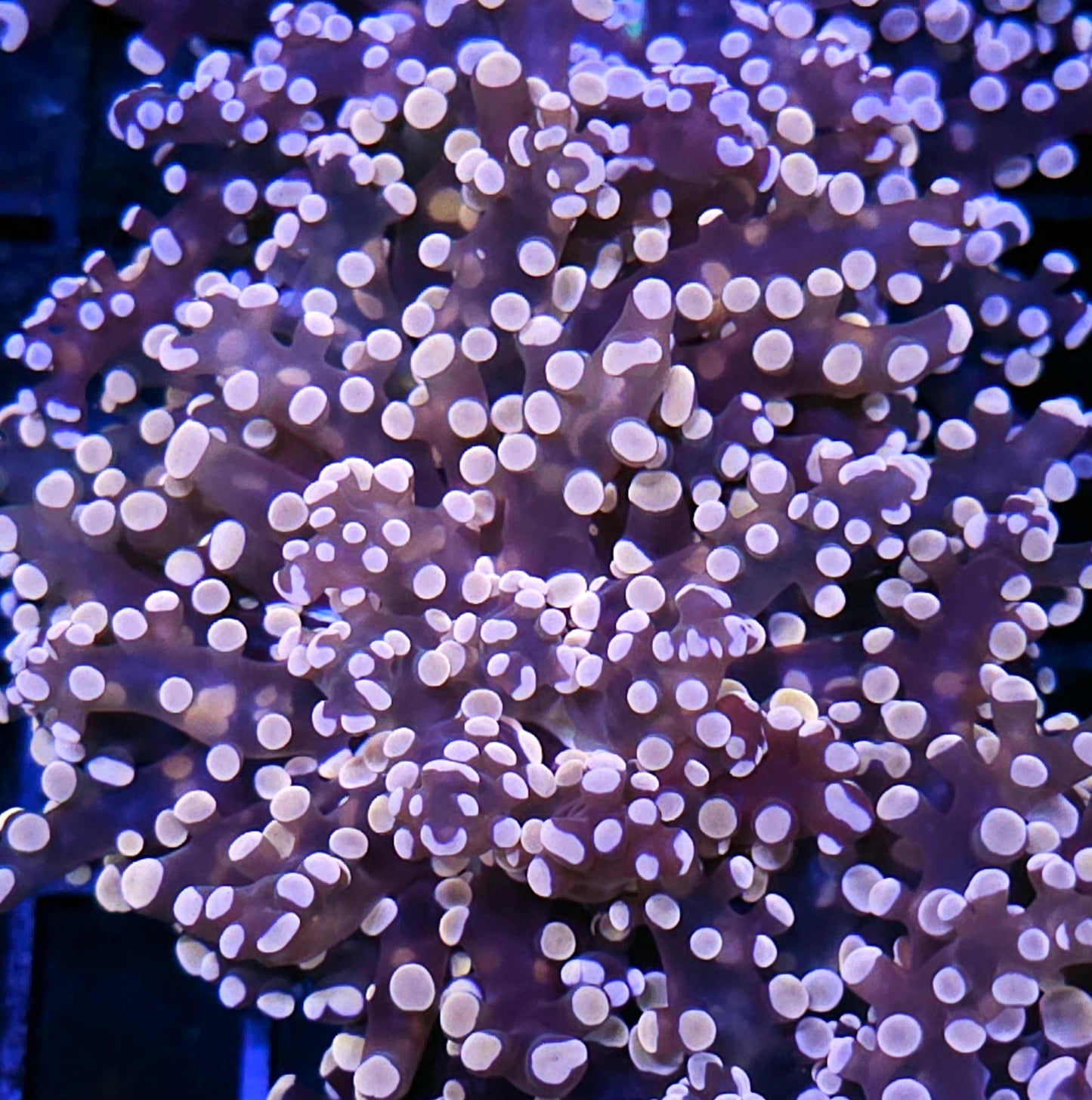 Orange Frogspawn