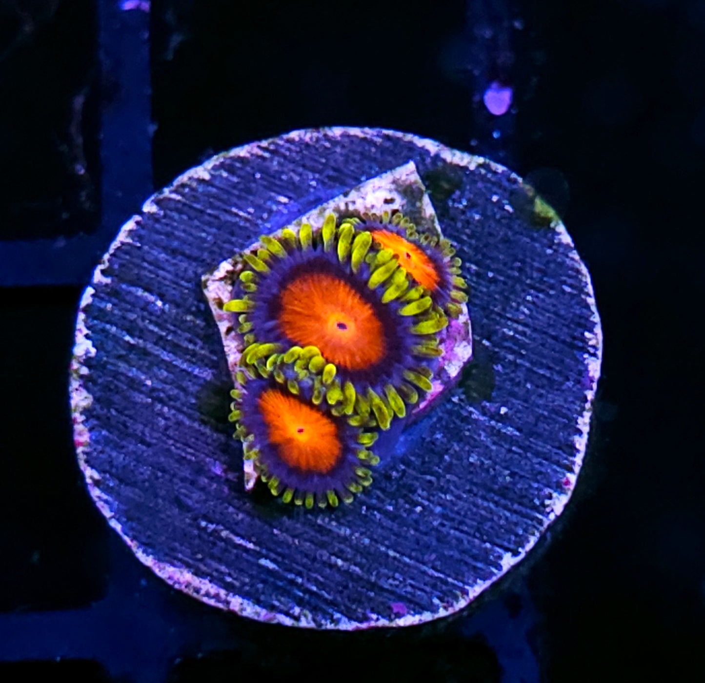 HF Van Helsing Zoas