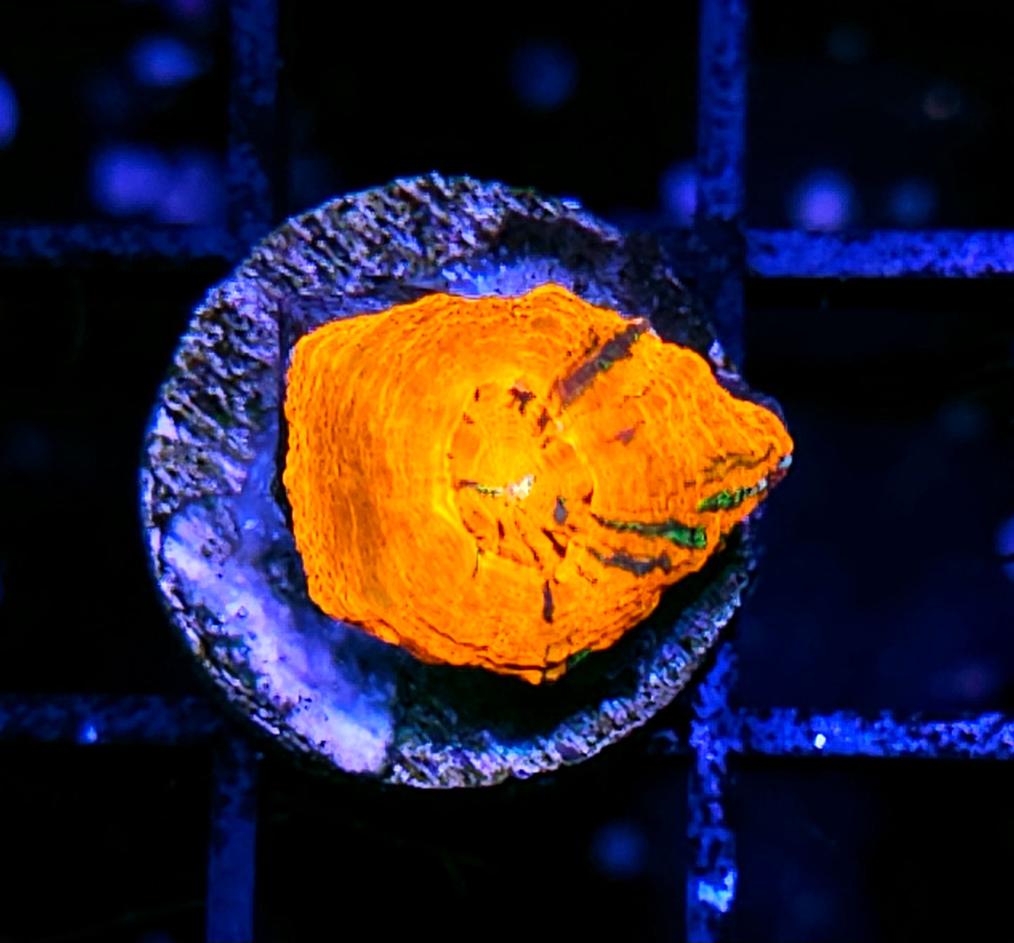 Aquacultured Tank Spawned Bleeding Apple Scolymia