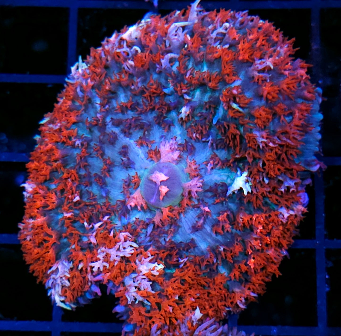 Captain America St Thomas Mushroom