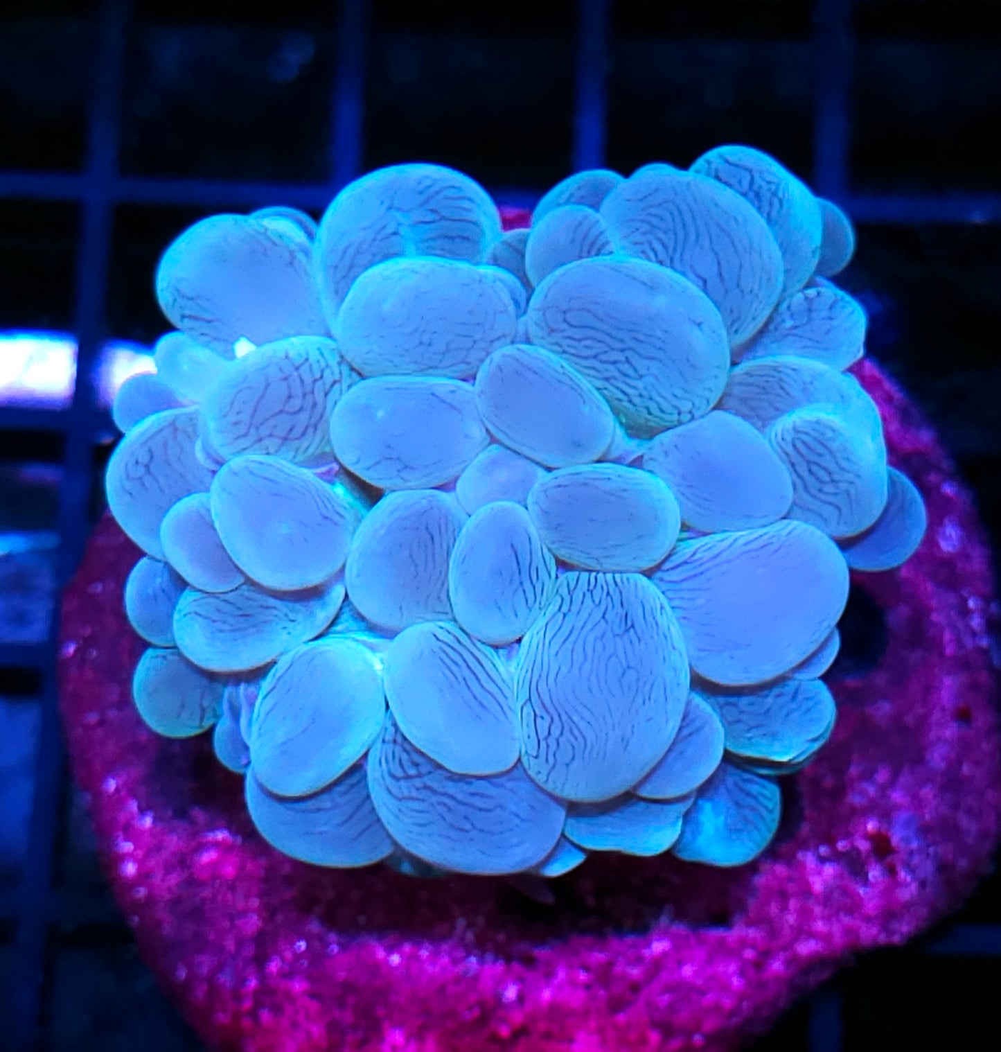 Mint Green Bubble Coral