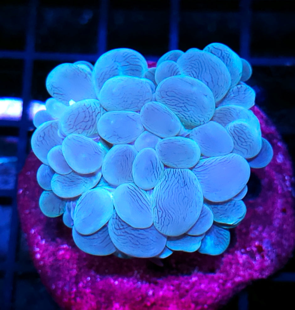 Mint Green Bubble Coral
