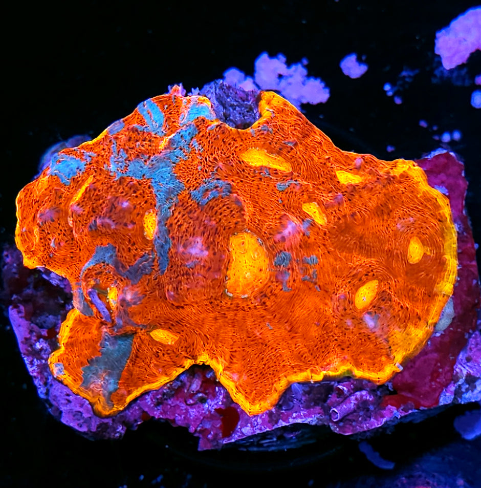 4-5" Burning Bugatti Rainbow Chalice Colony INSANE