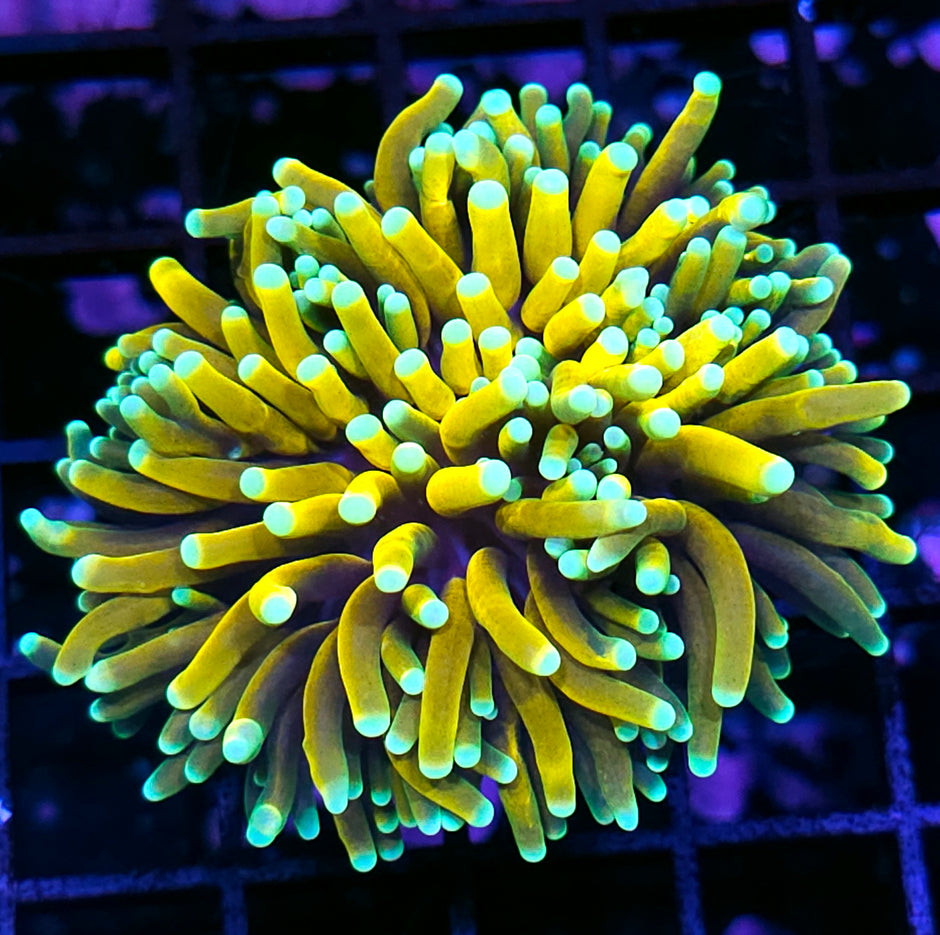 Malay Pharoahs Gold Yellow Torch