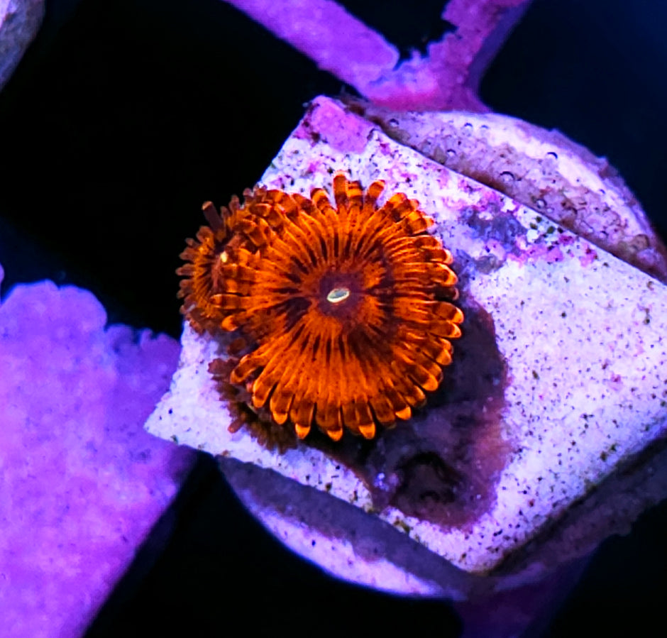 DR Hellboy Zoas