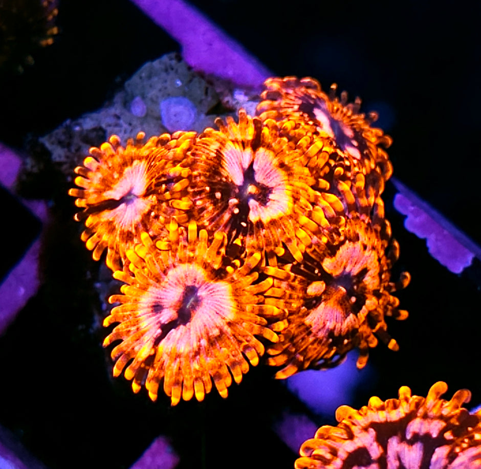 DR Utter Chaos Zoas 6-7 Polyps