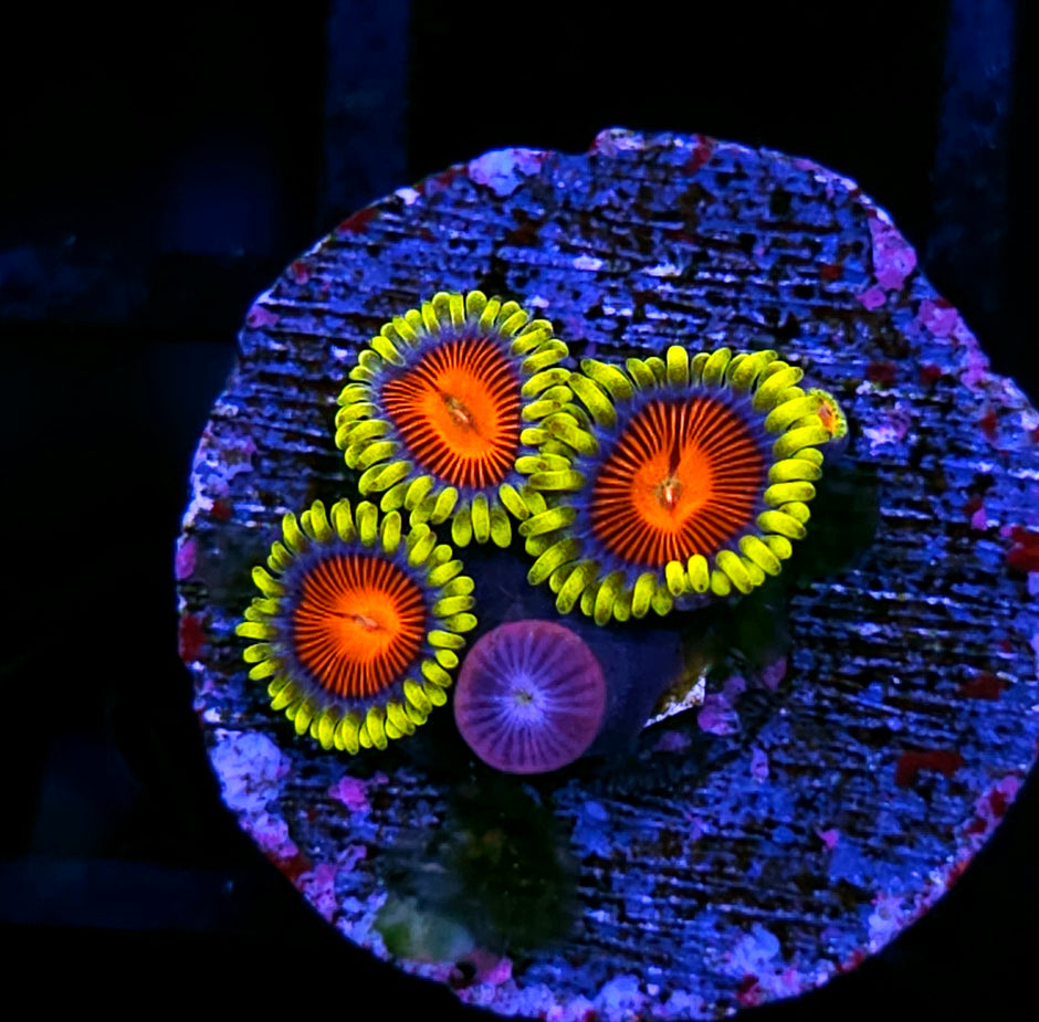 HF Vlad the Impaler Zoas