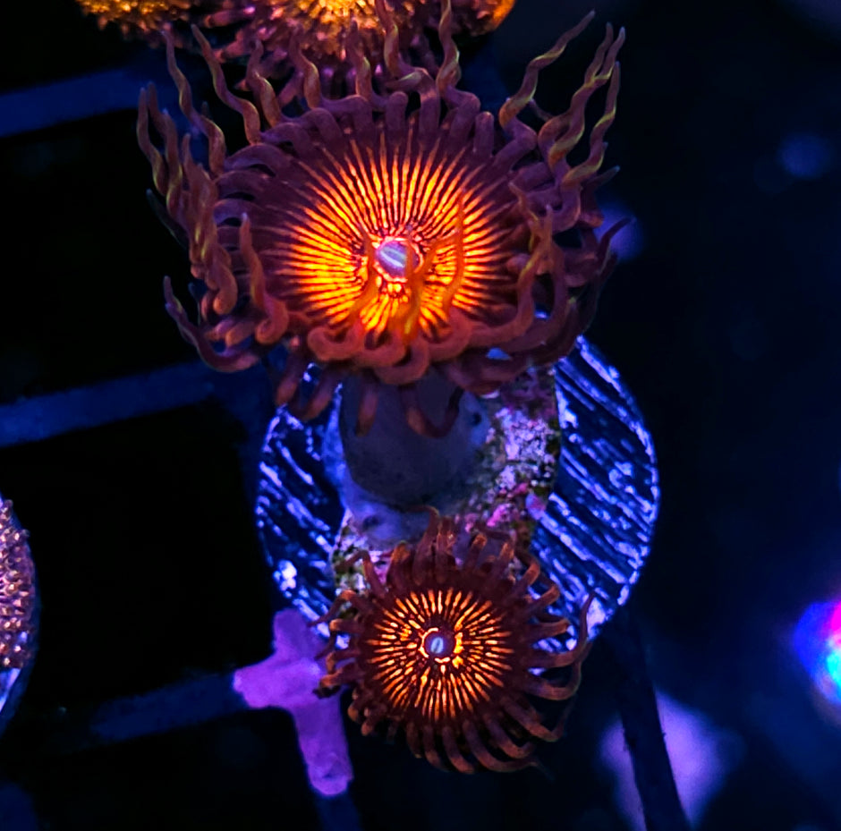 HF Nightcrawler Zoas