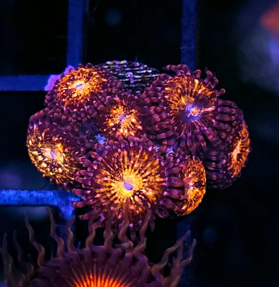Pandora Zoas
