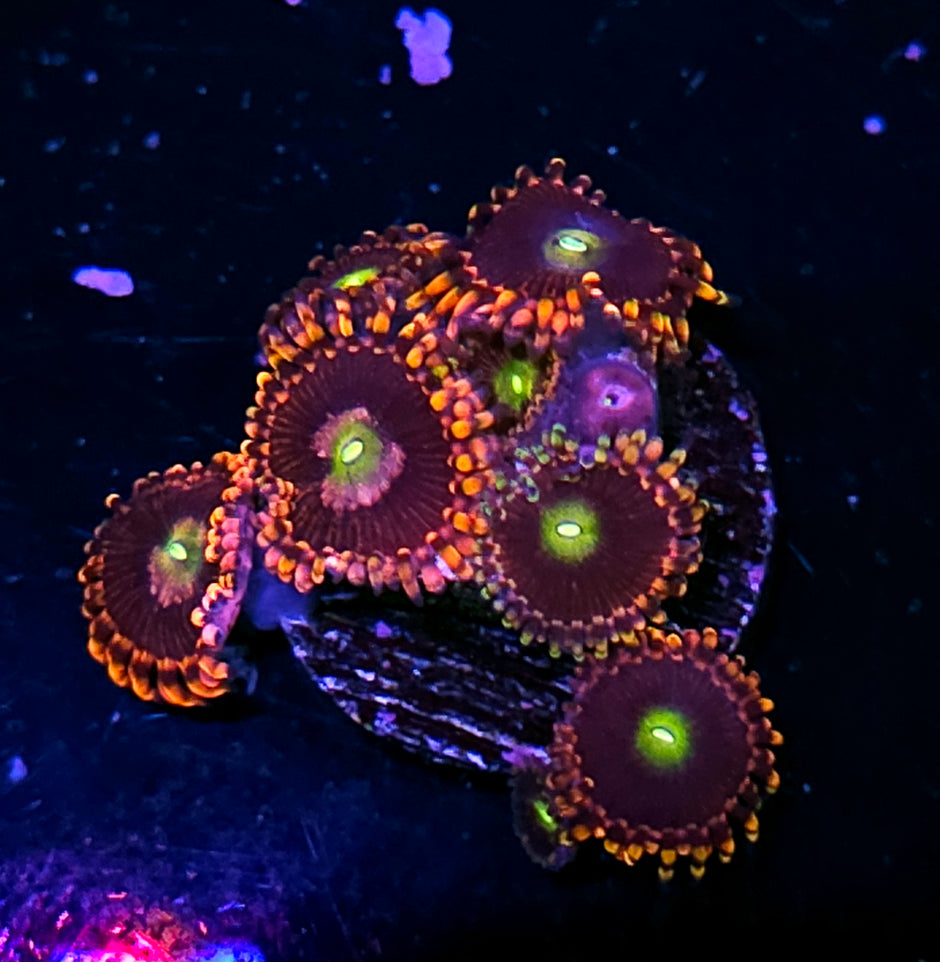 HF Bozos Birthday Zoas