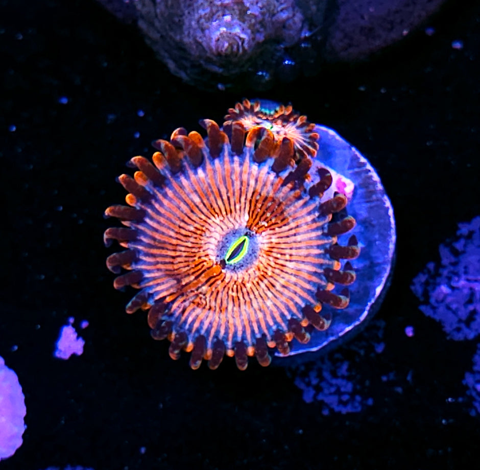 HF Seduction Zoas