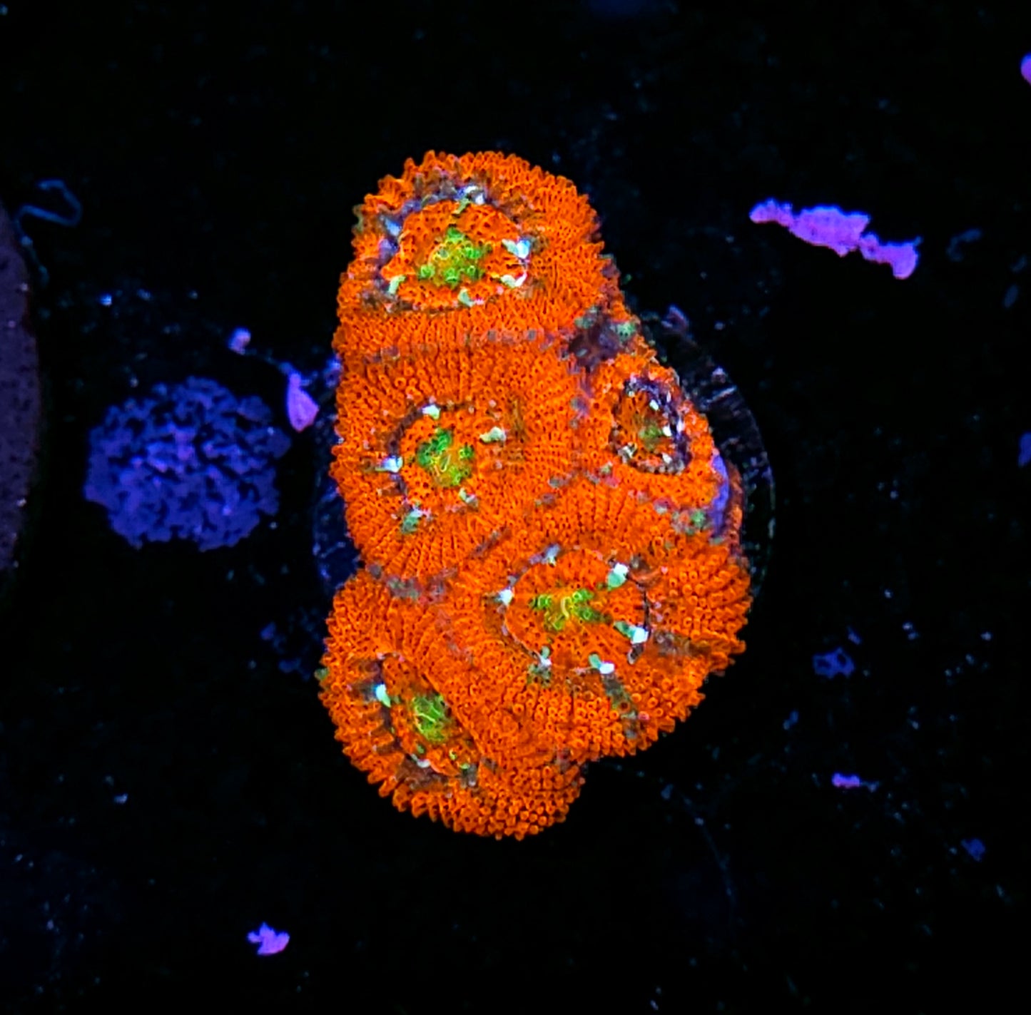 HF Supreme Stars Micromussa Amakusensis