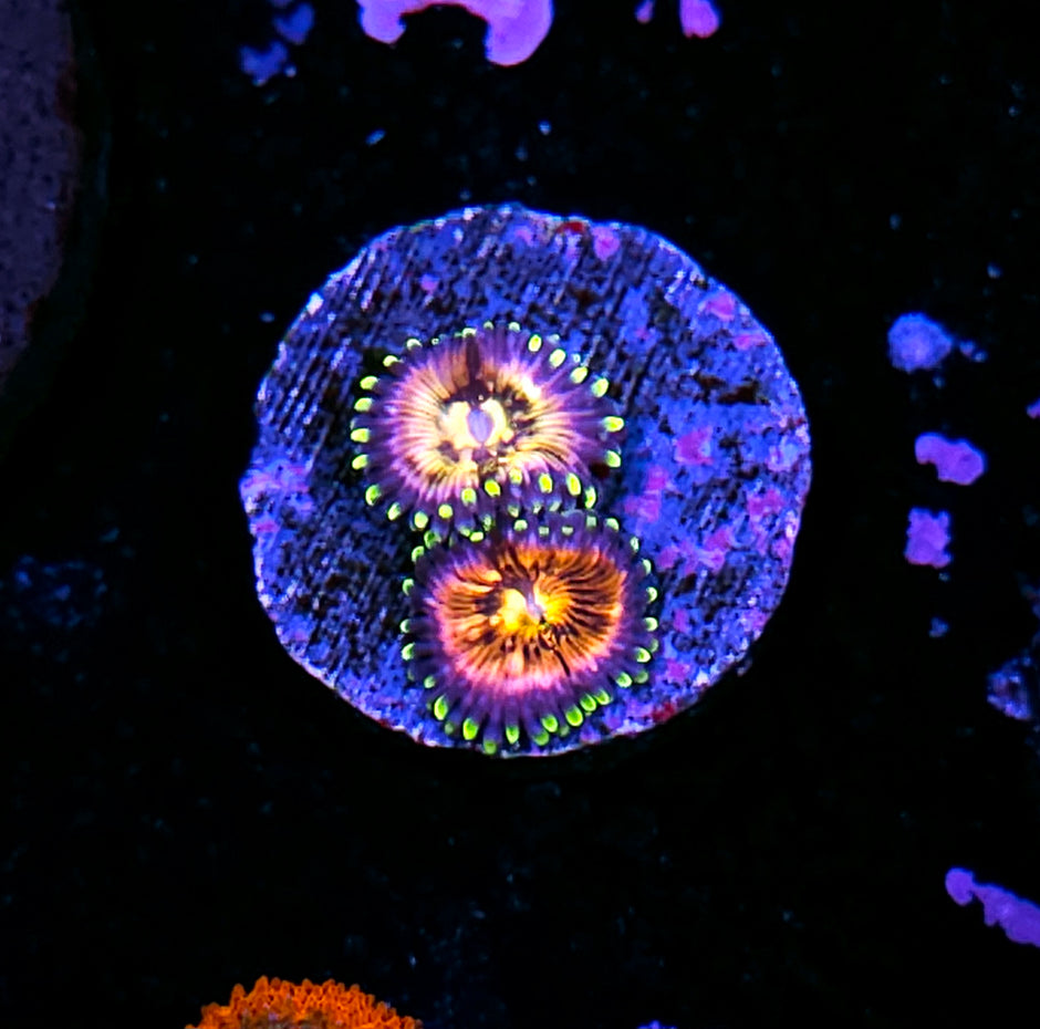 HF Nirvana Zoas