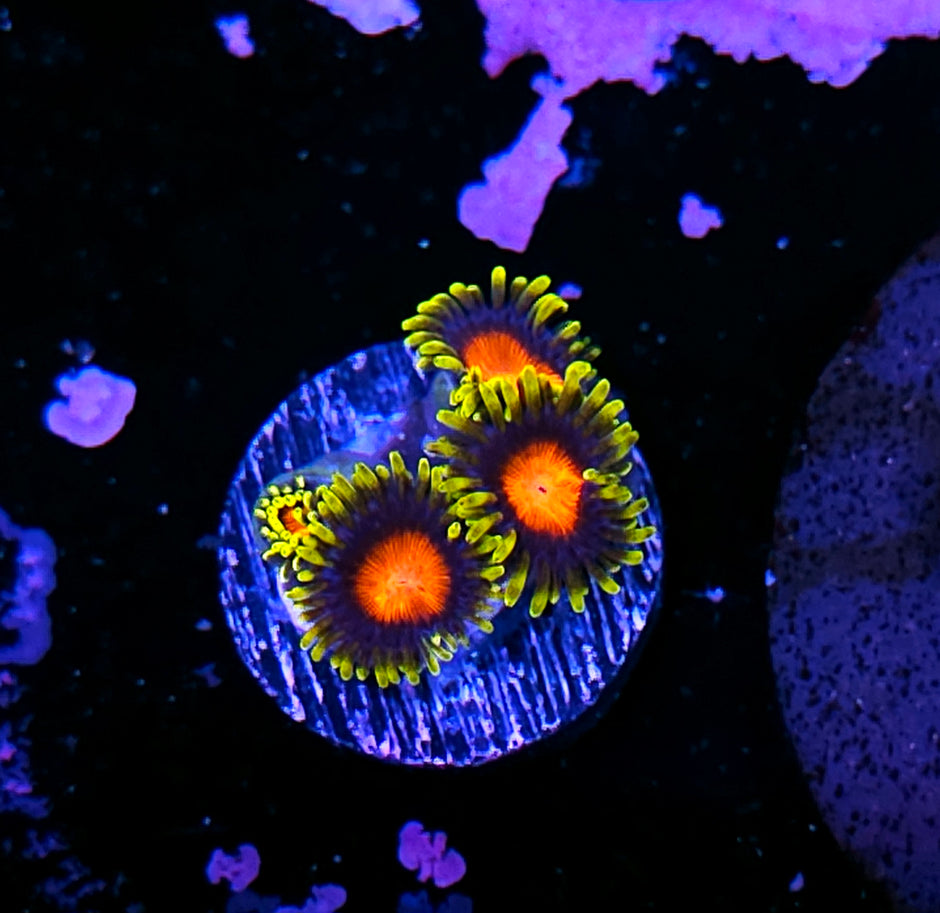 HF Van Helsing Zoas