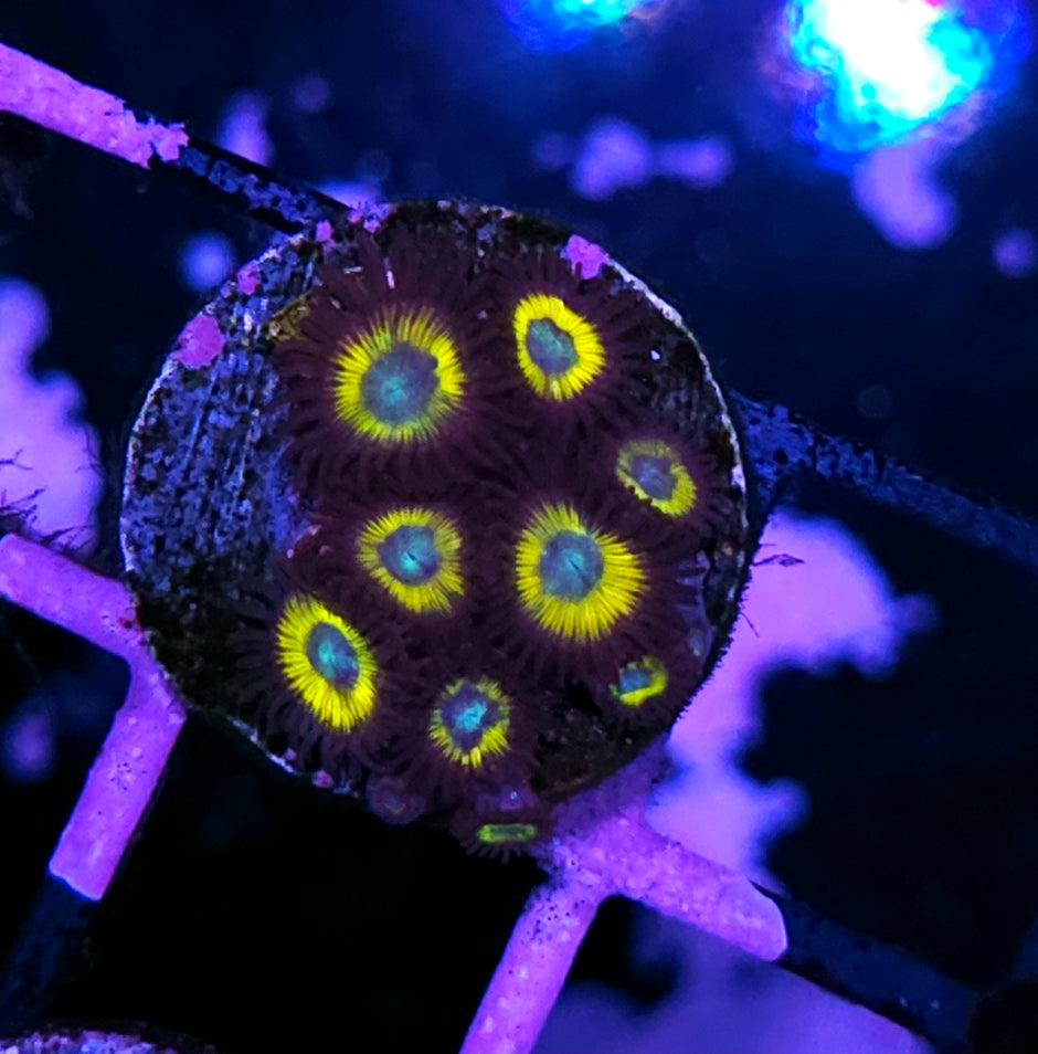 HF Lemonade Zoas