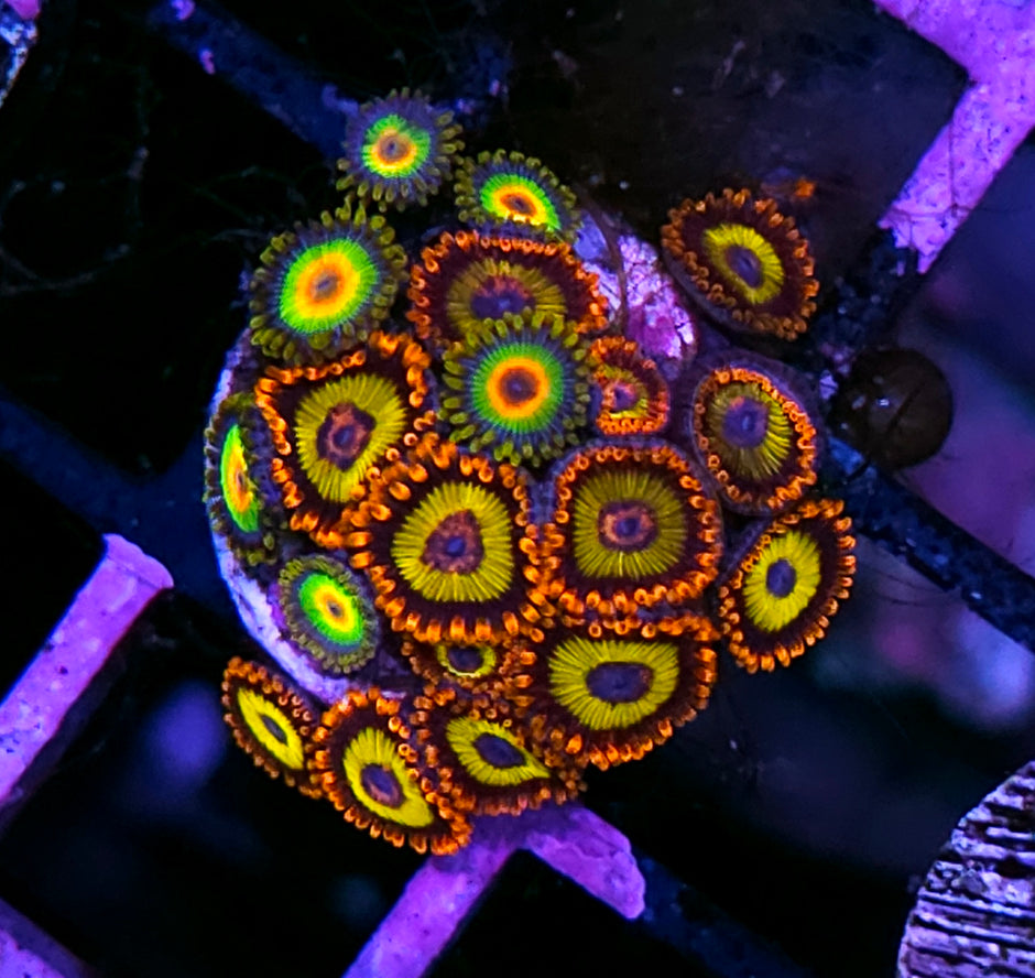 DR Fruit Loop Rasta Mix