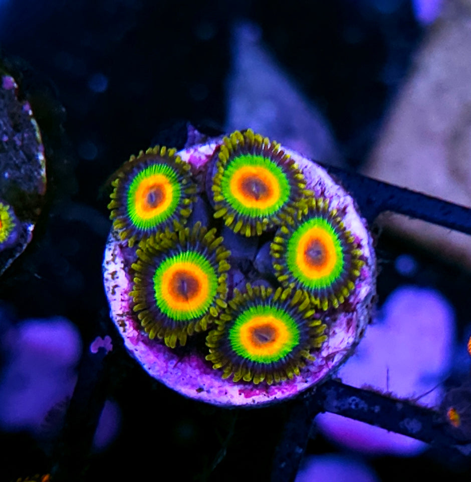 DR Rasta Zoas