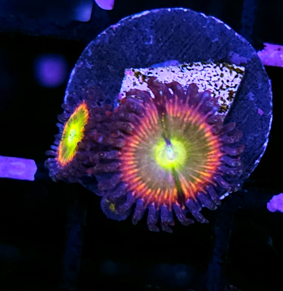HF Rainbow Kaleidoscope Zoas