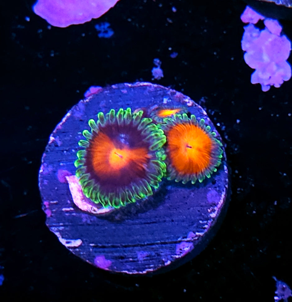 ECC Burn Willow Zoas RARE