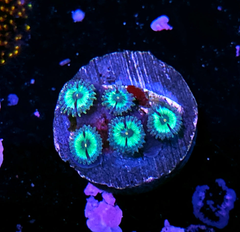 TG Mean Green Zoas