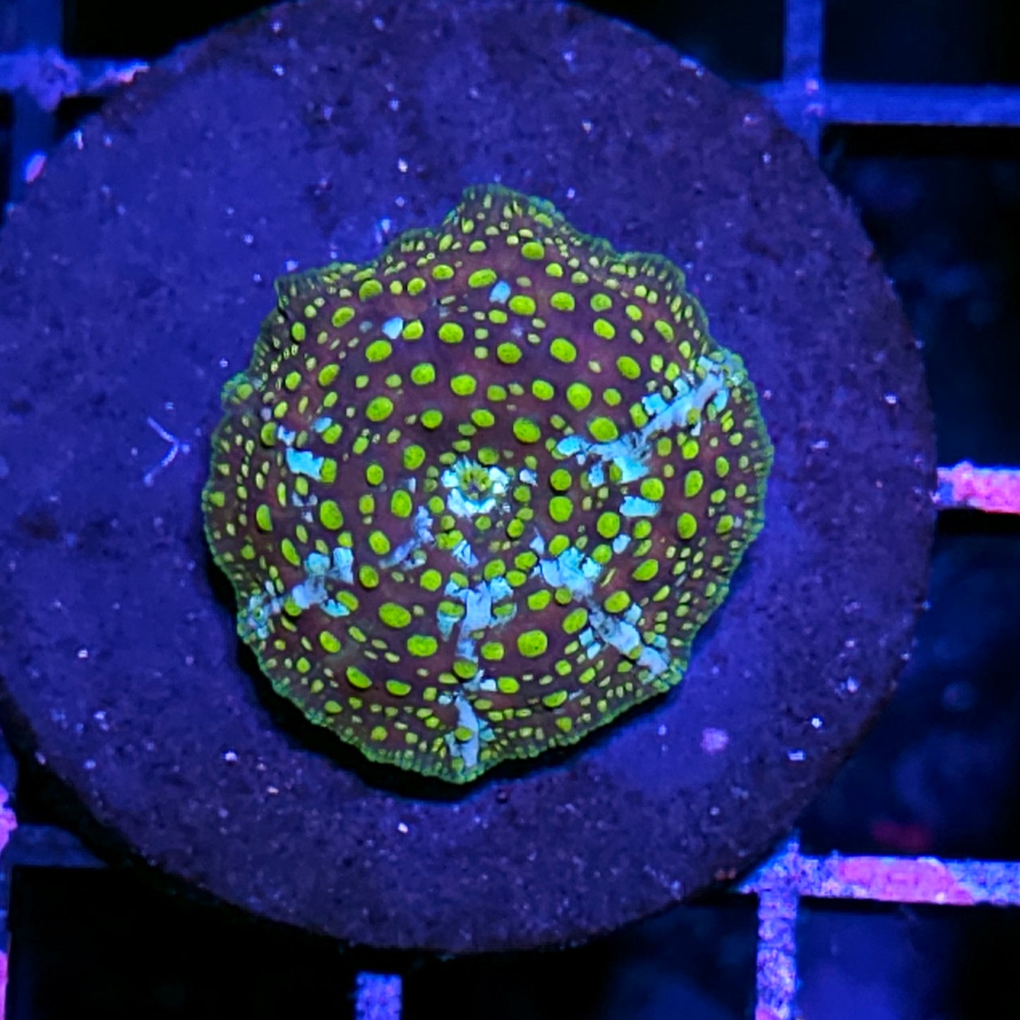 City of Atlatis Bounce Mushroom