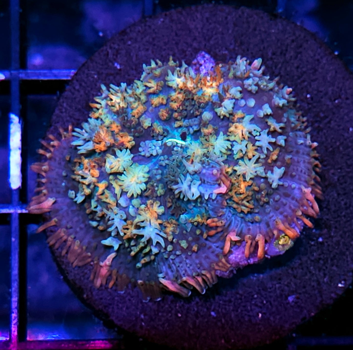 HF Voltron Pom Pom Mushroom