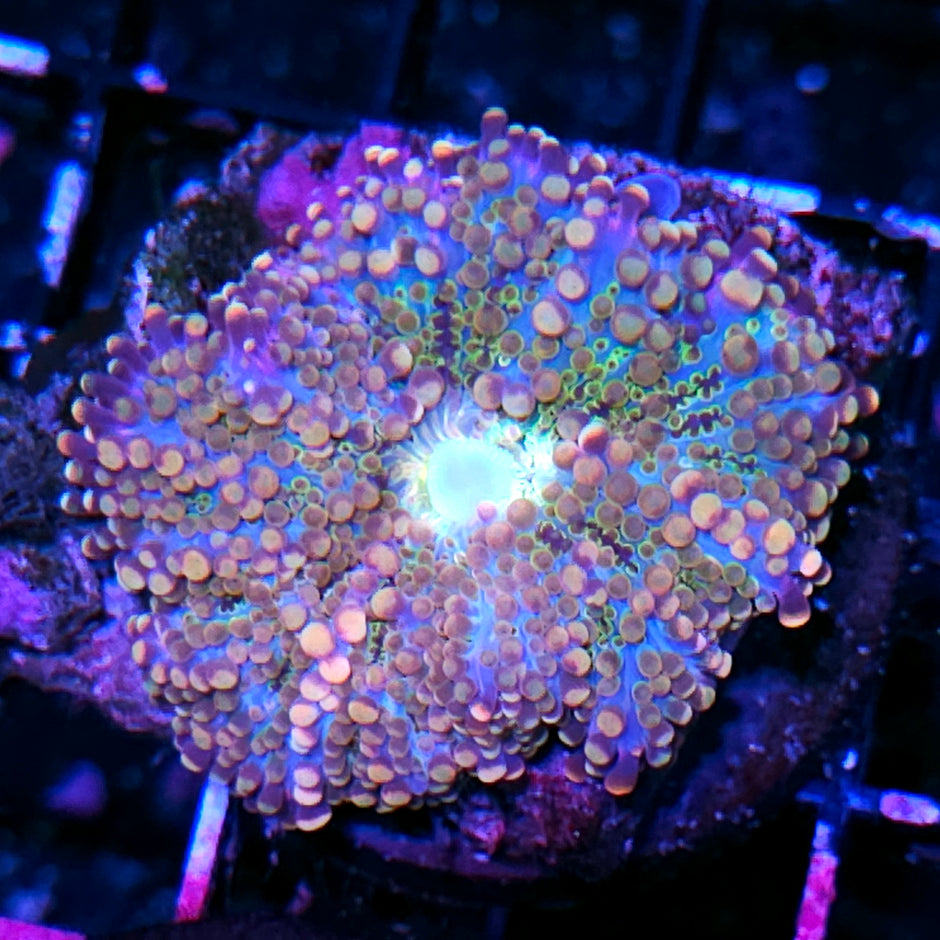 3" Candyland Bounce Yuma
