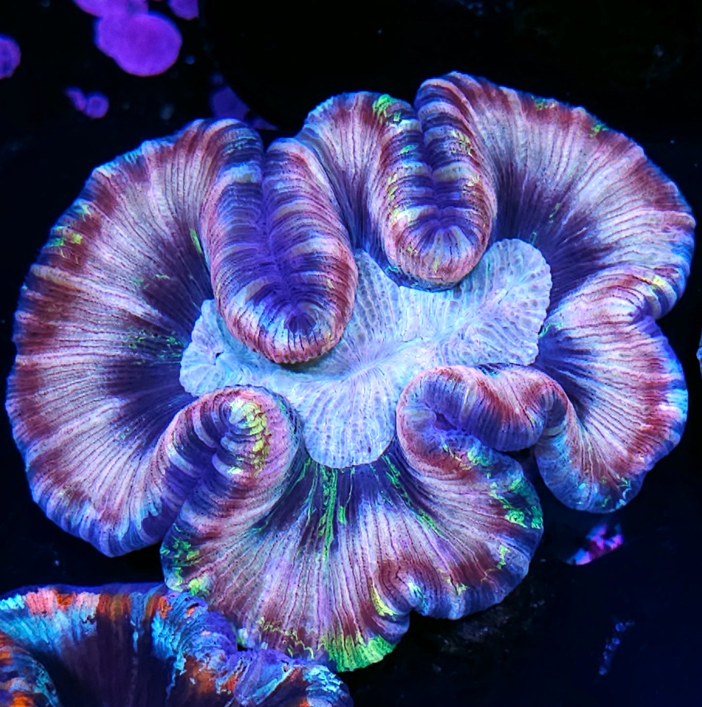 Premium Rainbow 🌈 Wellsophyllia