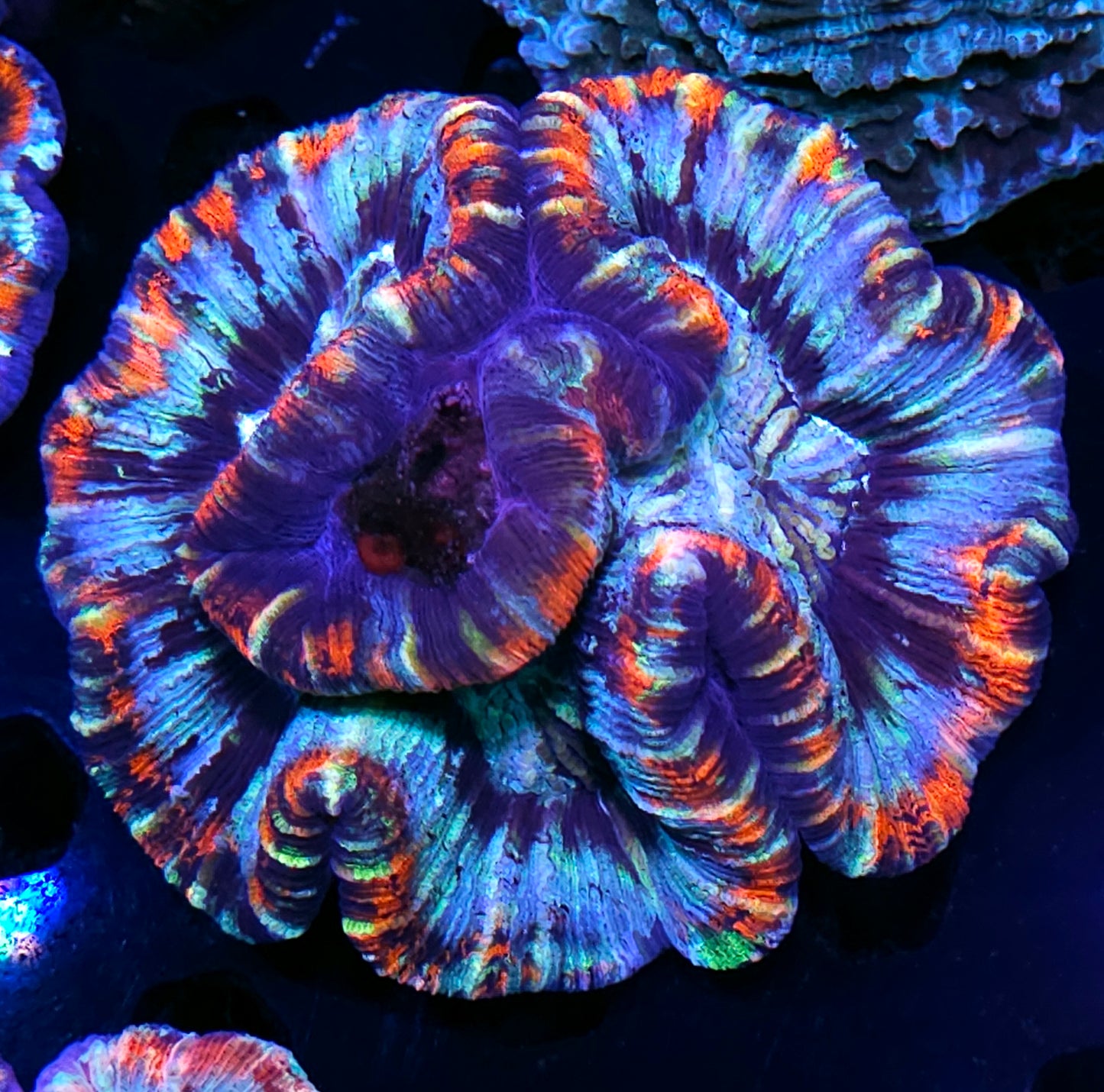 Premium Rainbow 🌈 Wellsophyllia