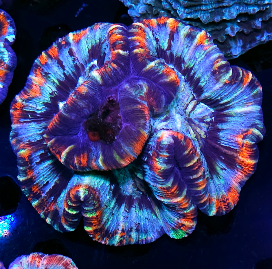 Premium Rainbow 🌈 Wellsophyllia