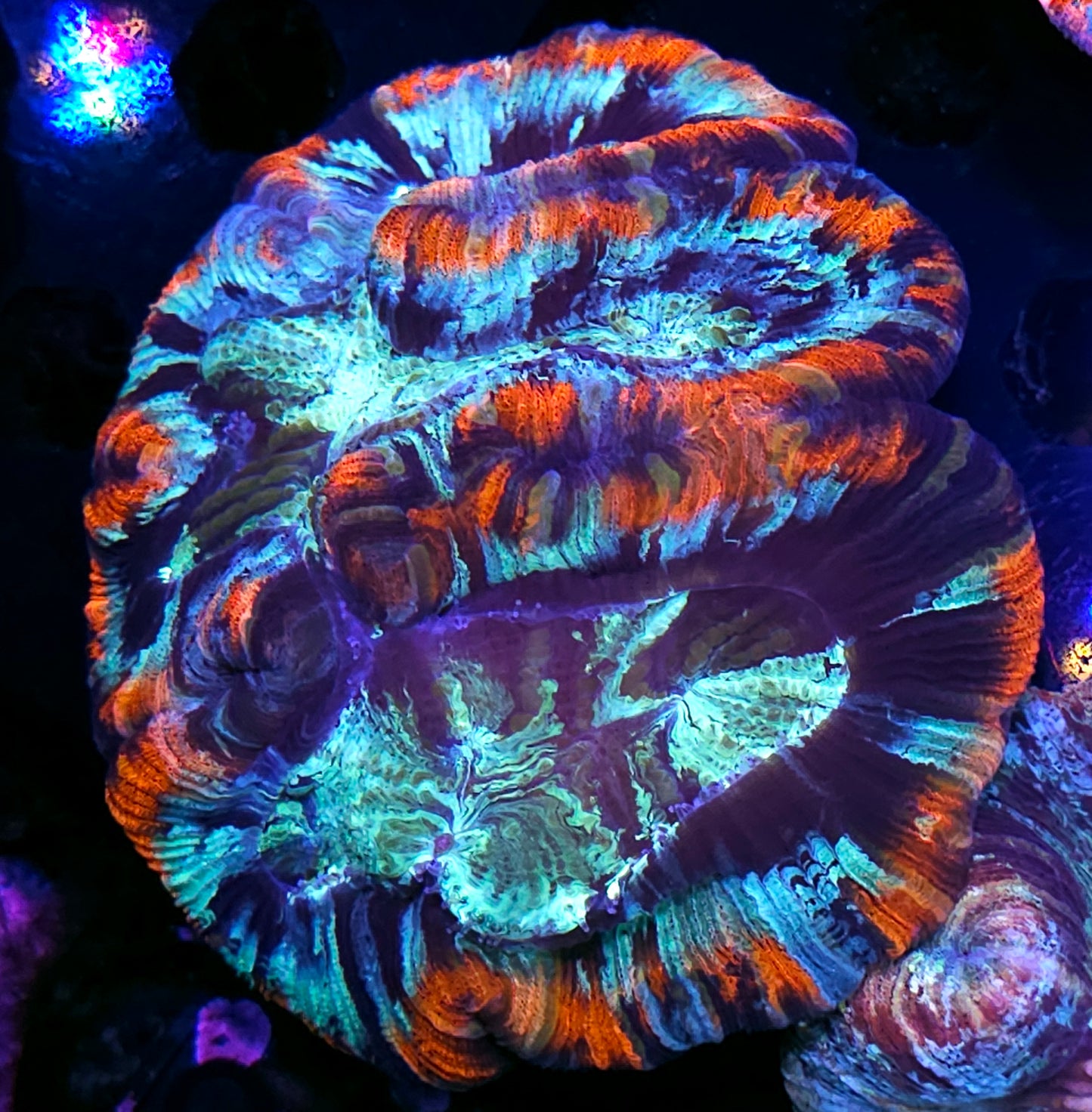Premium Rainbow 🌈 Wellsophyllia