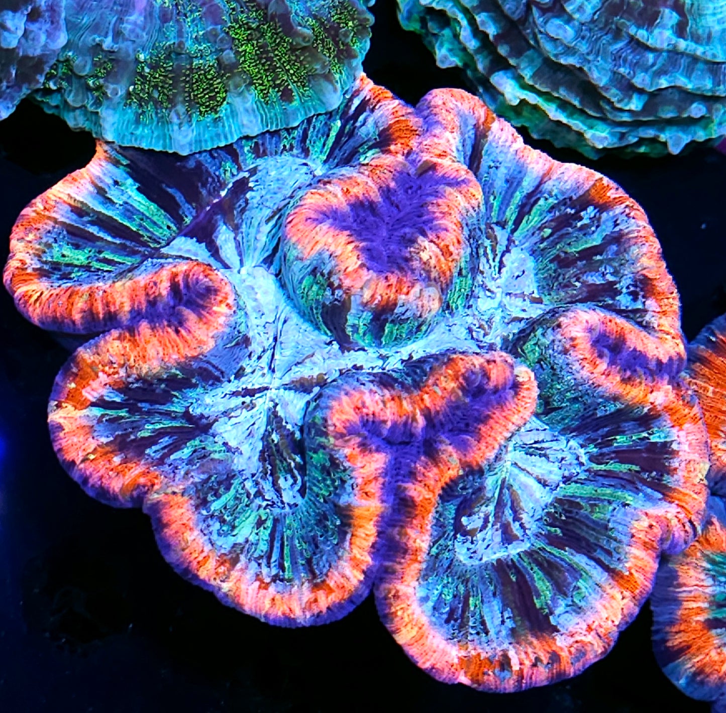 Premium Rainbow 🌈 Wellsophyllia