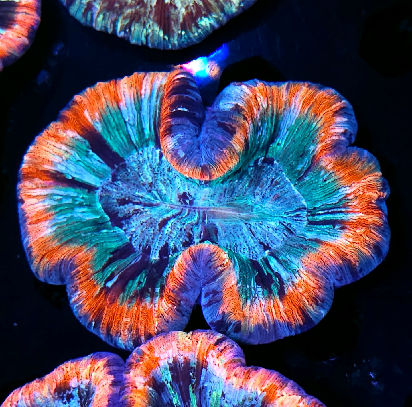Premium Rainbow 🌈 Wellsophyllia