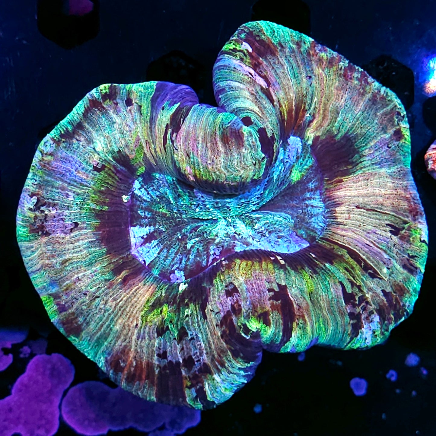 Top Tier Rainbow 🌈 Wellsophyllia