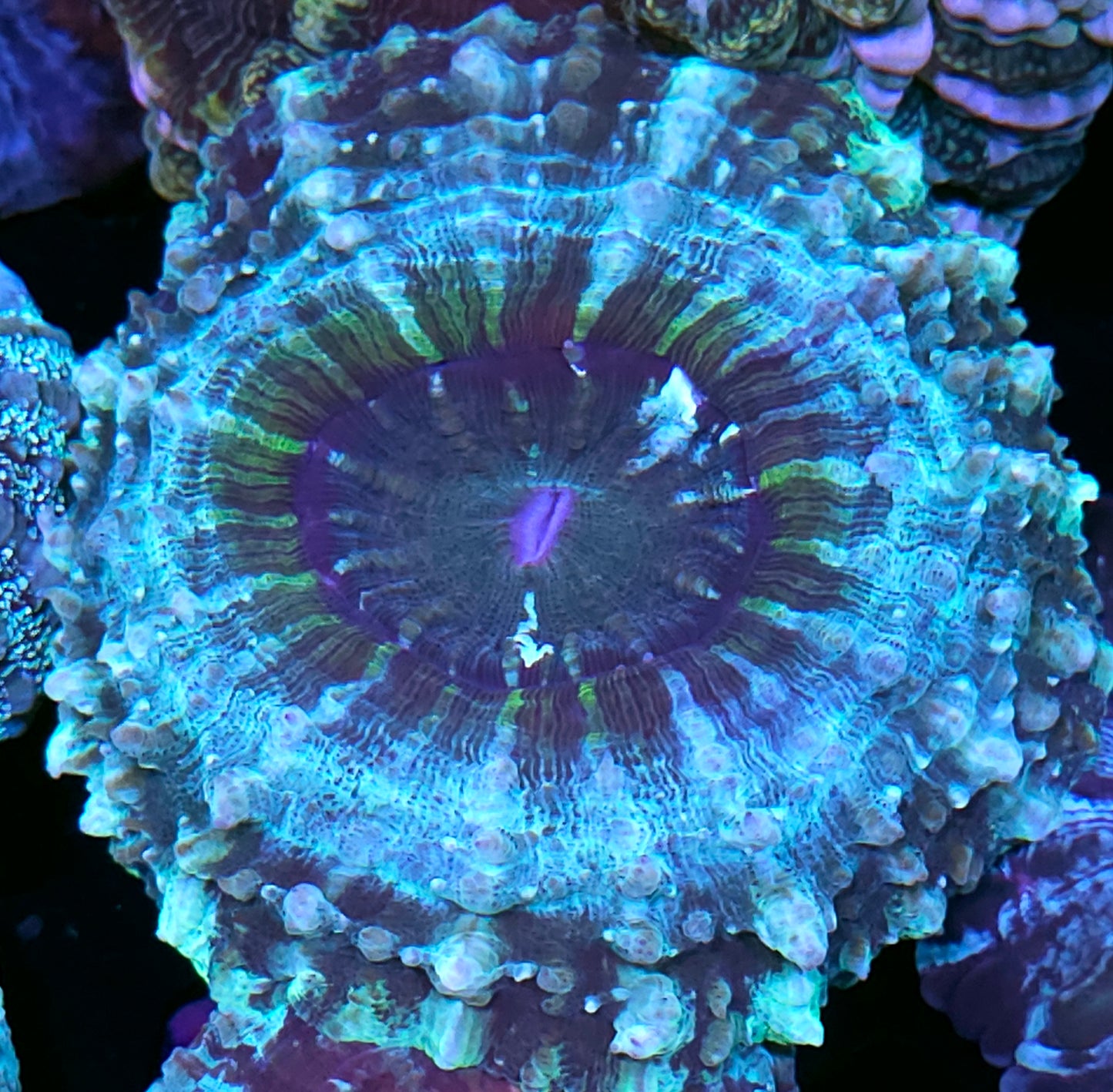 Funky Acanthophyllia