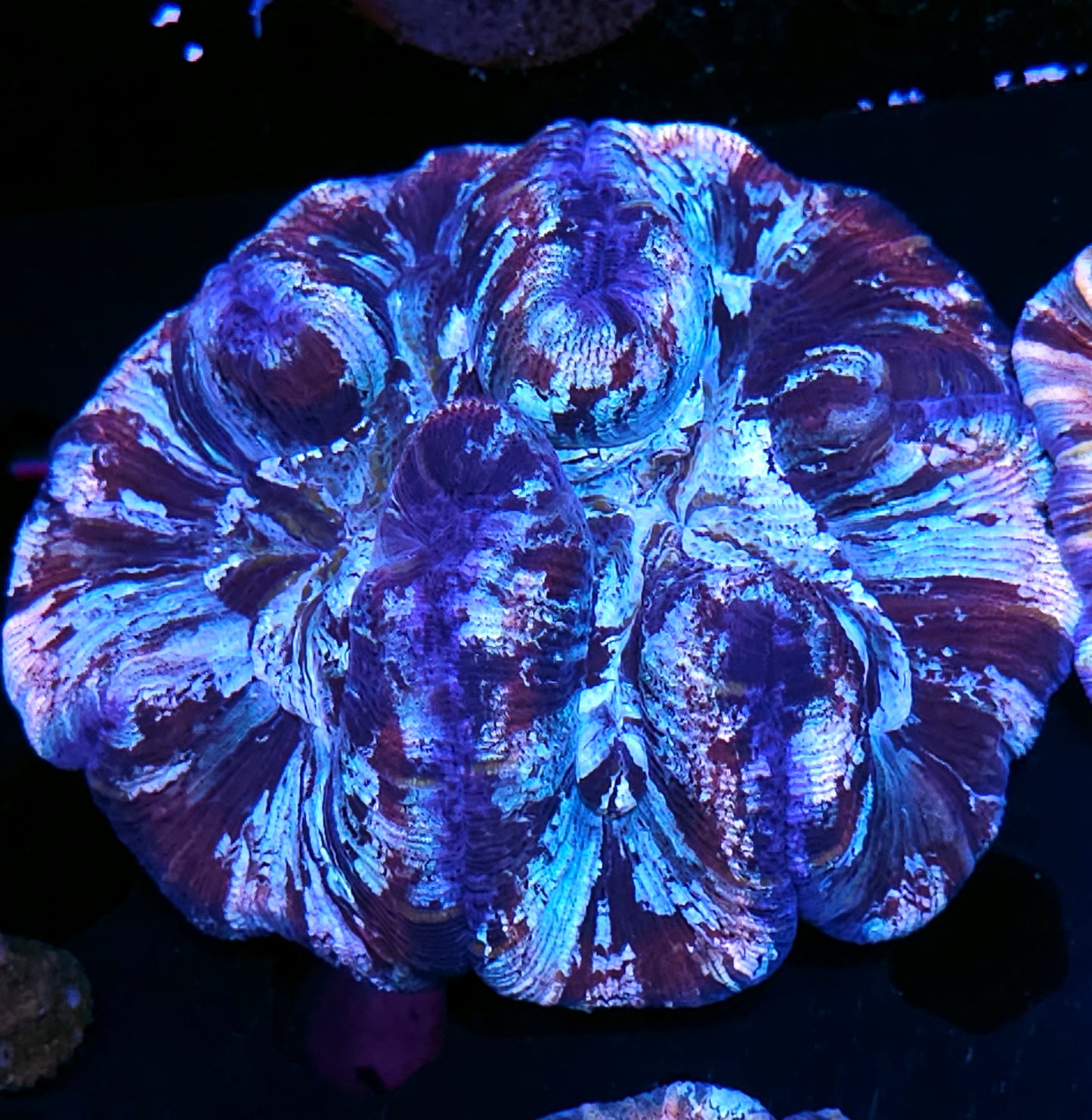 Premium Rainbow 🌈 Wellsophyllia