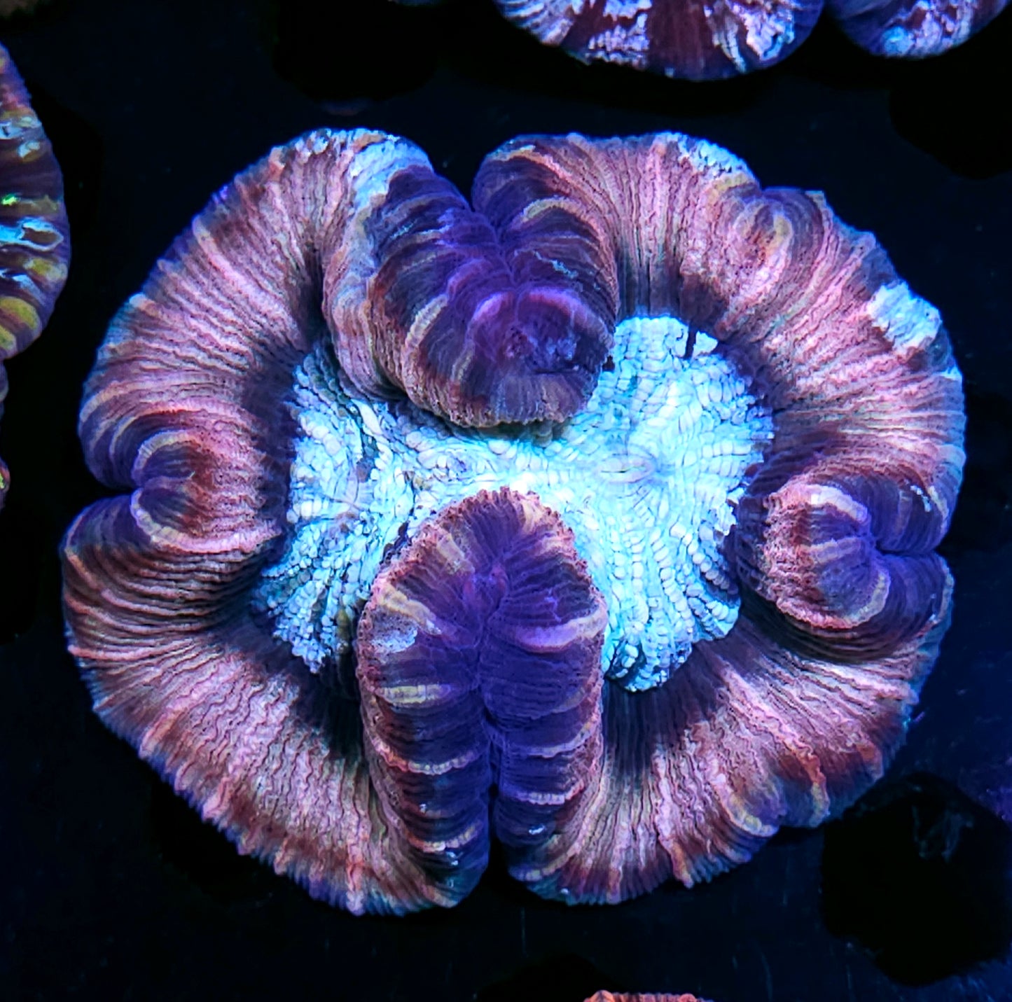 Premium Rainbow 🌈 Wellsophyllia