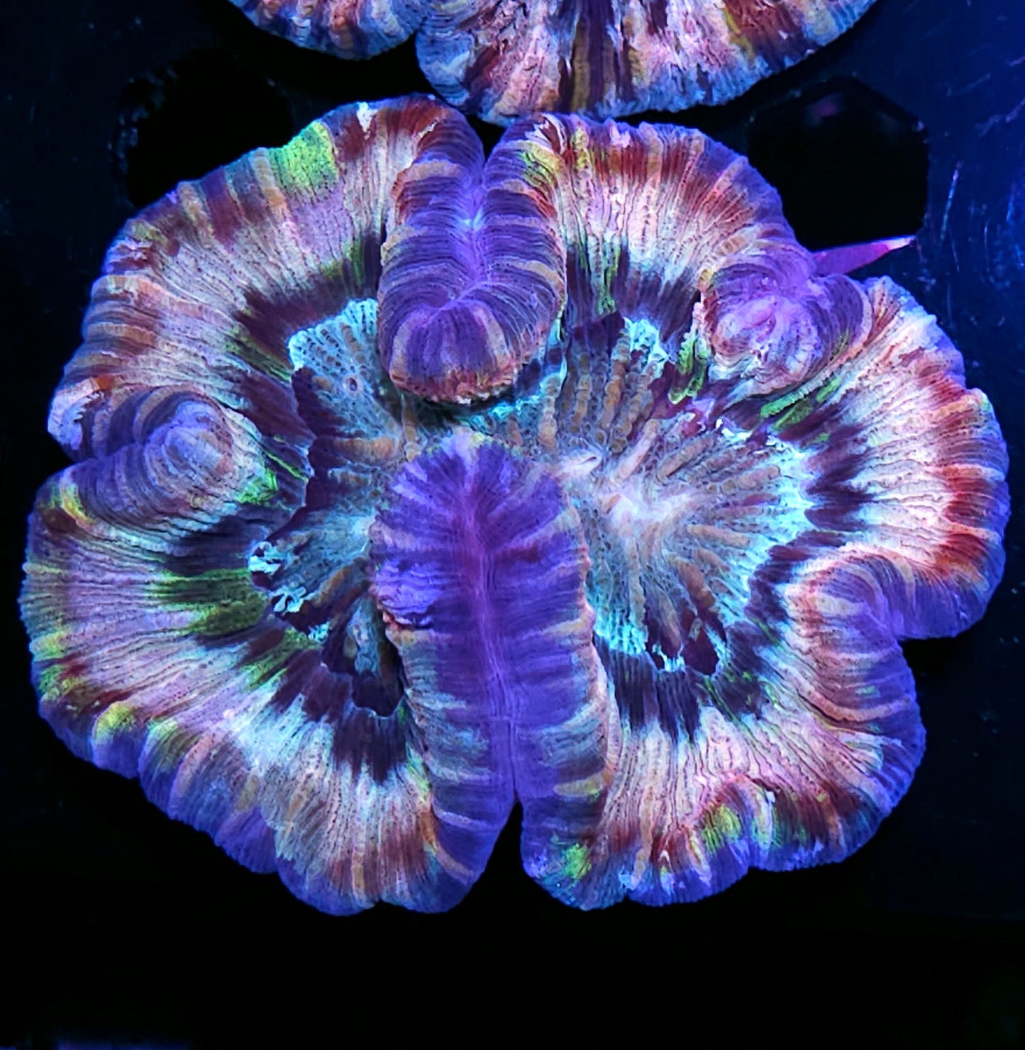 Premium Rainbow 🌈 Wellsophyllia