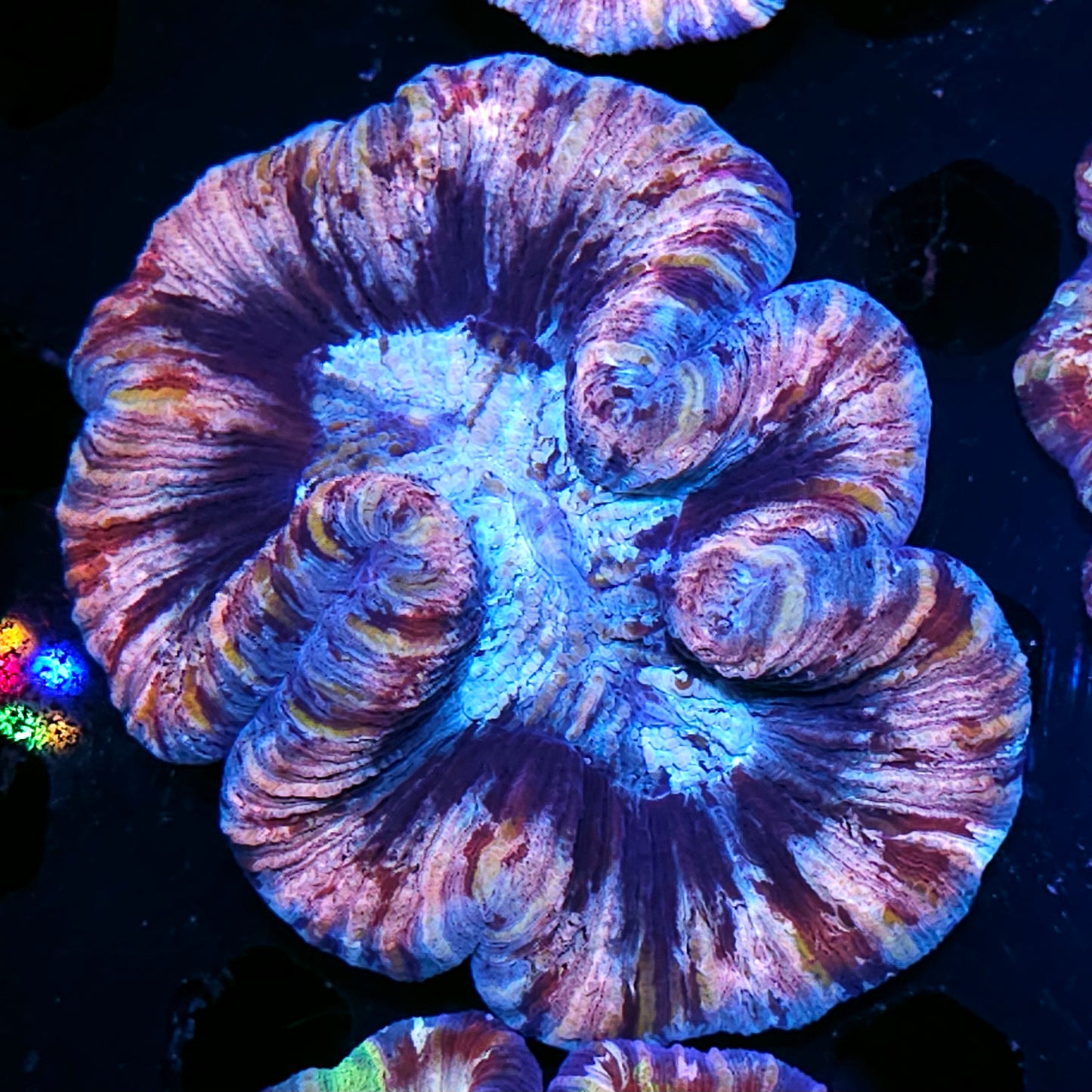 Premium Rainbow 🌈 Wellsophyllia