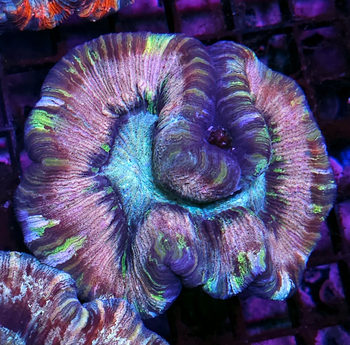 Premium Rainbow 🌈 Wellsophyllia