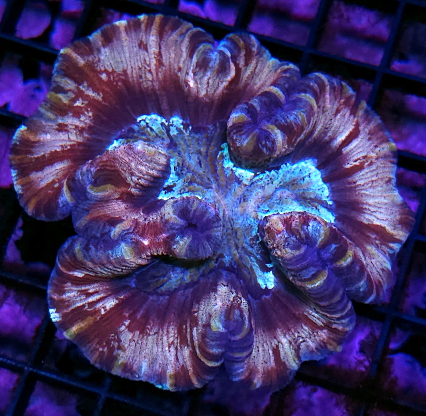 Premium Rainbow 🌈 Wellsophyllia
