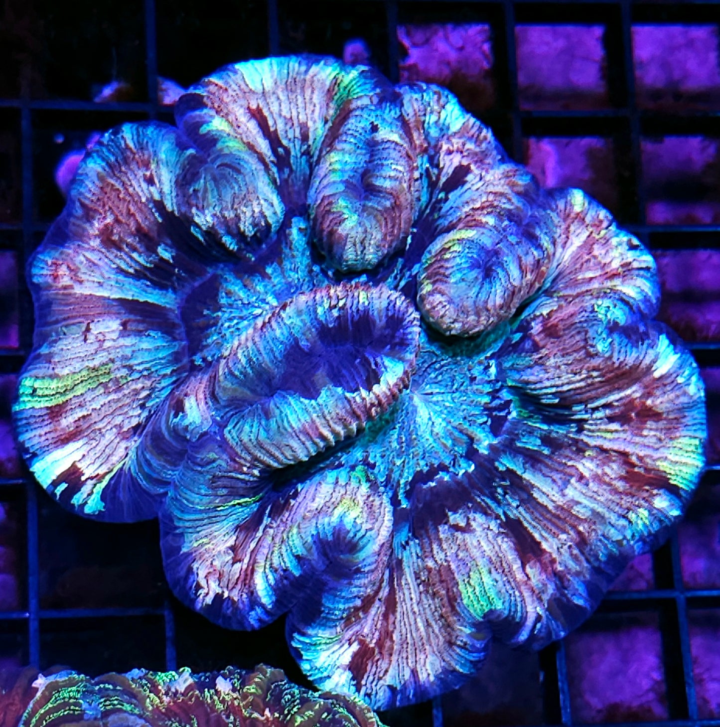 Premium Rainbow 🌈 Wellsophyllia