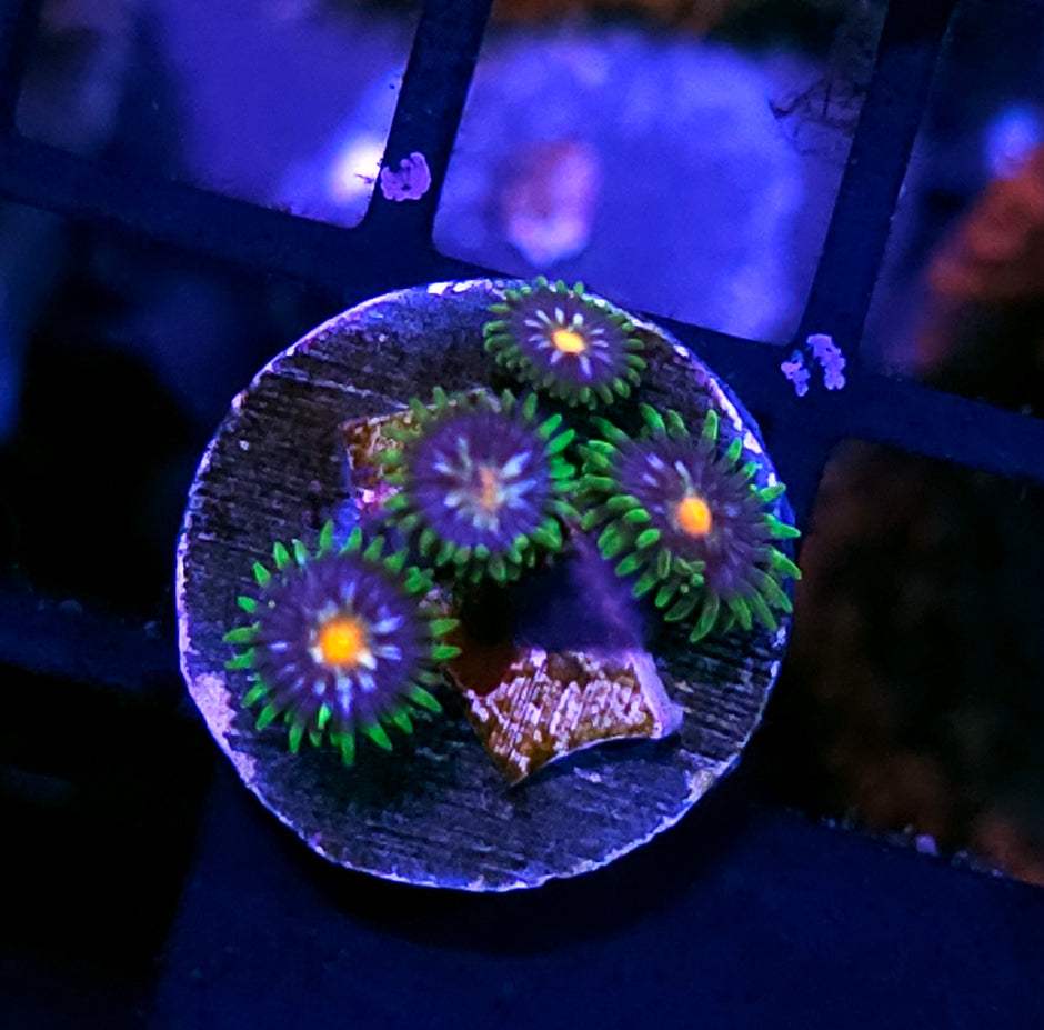 JF Stargazer Zoas