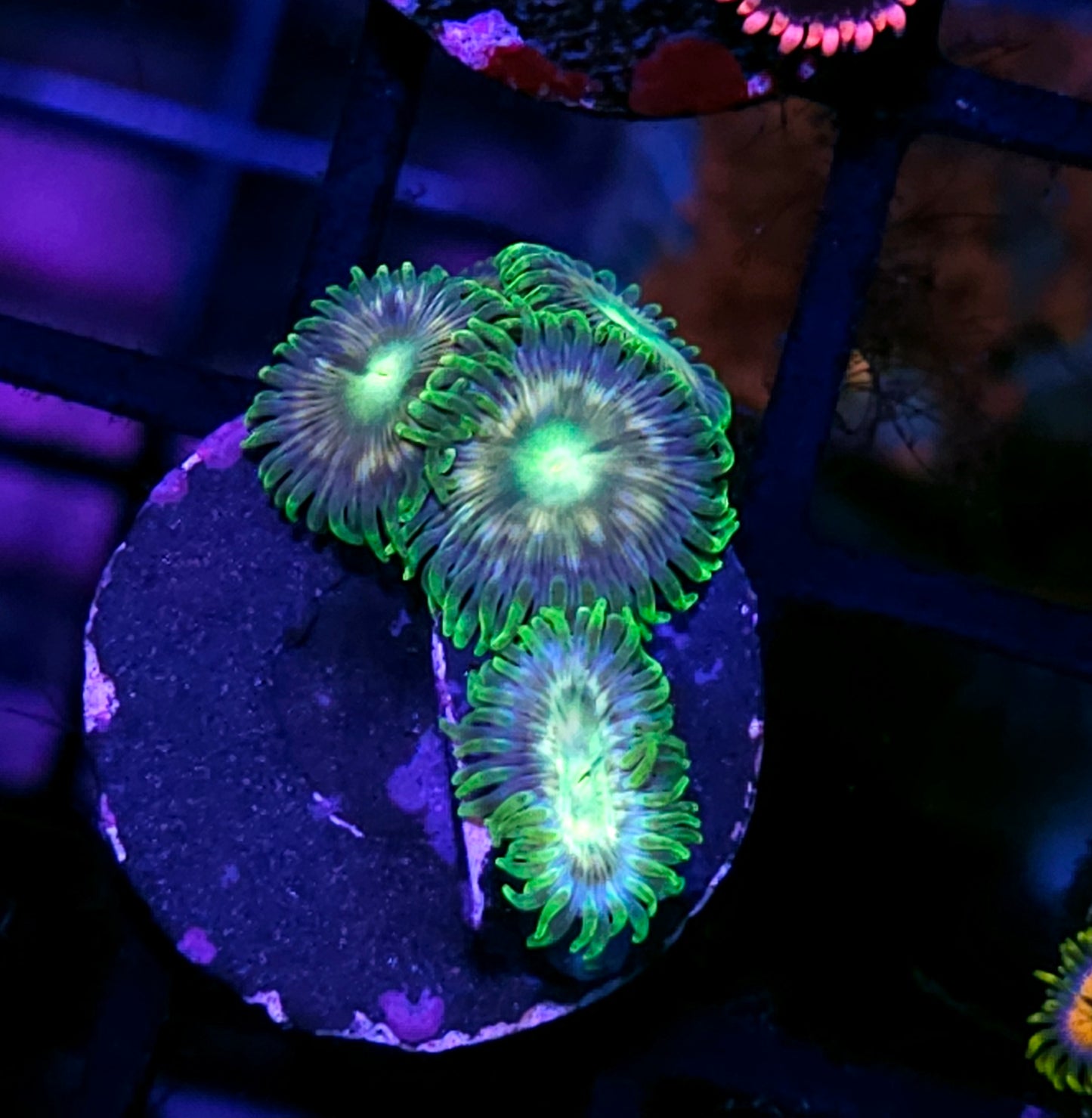 HF Lorax Zoas