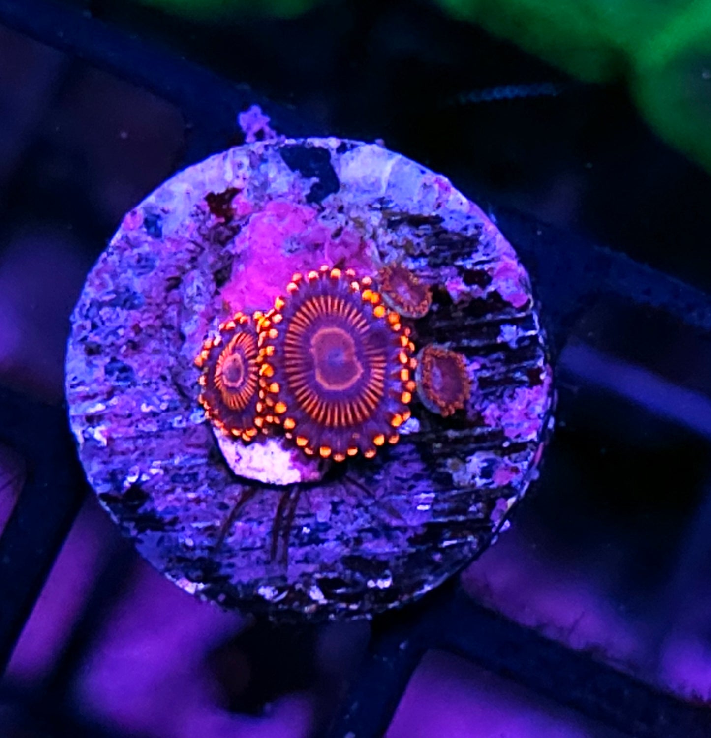 WWC Twizzler Zoas