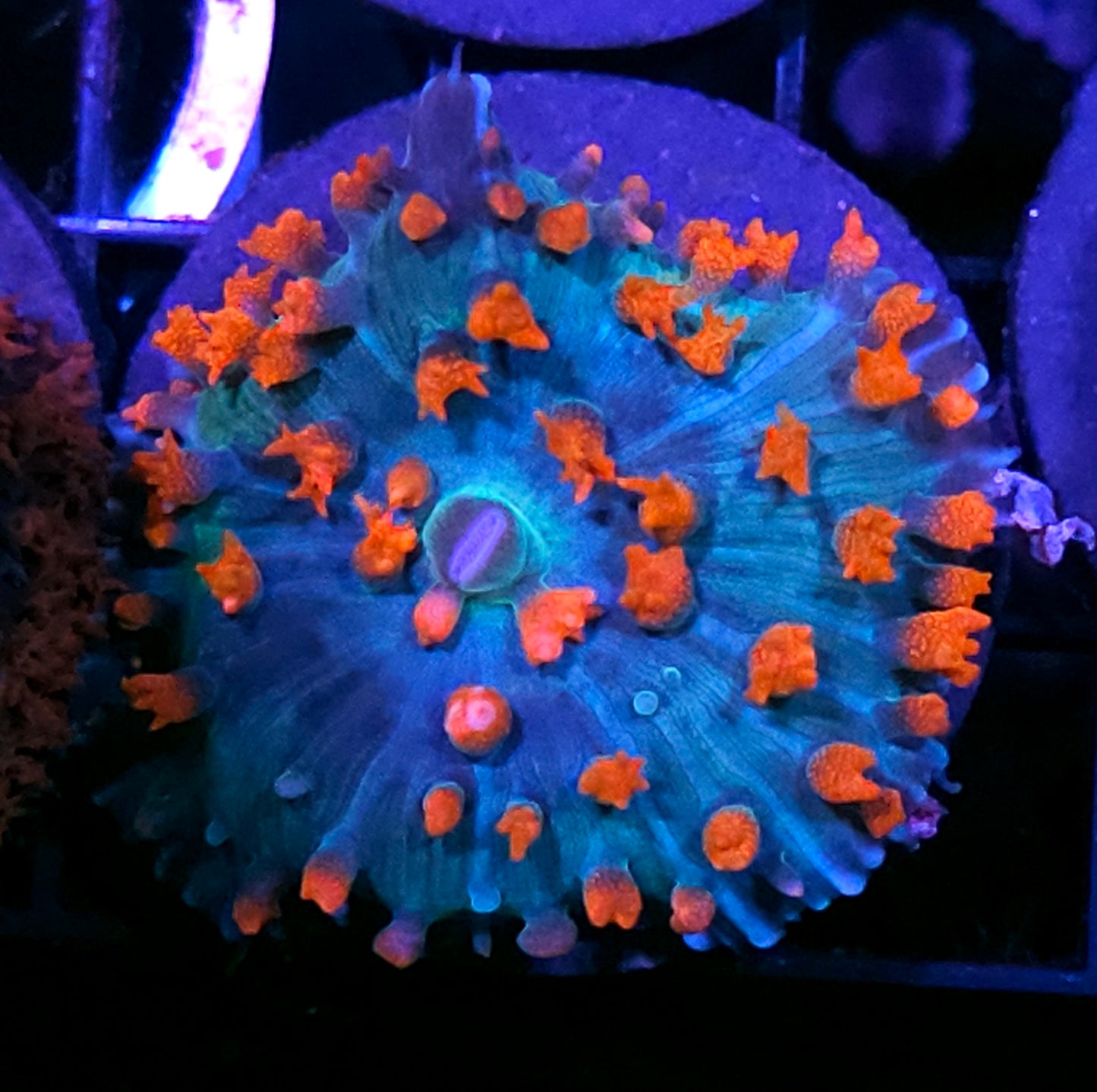 Meteor Shower St Thomas Mushroom
