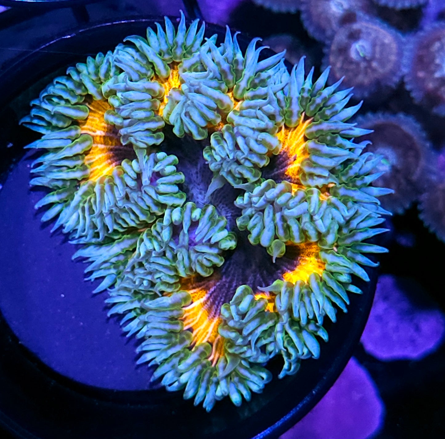 Tarantula Flower Anemone