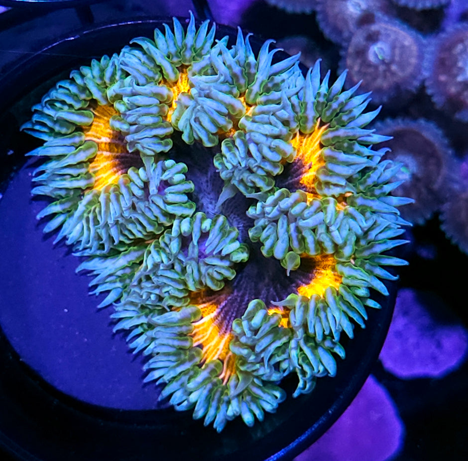 Tarantula Flower Anemone