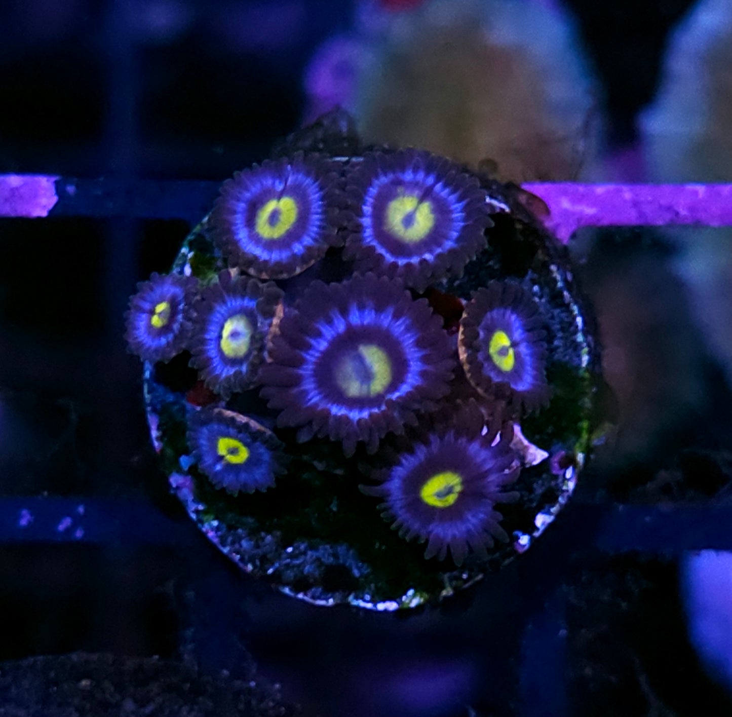 HF Bluebonic Plague Zoas