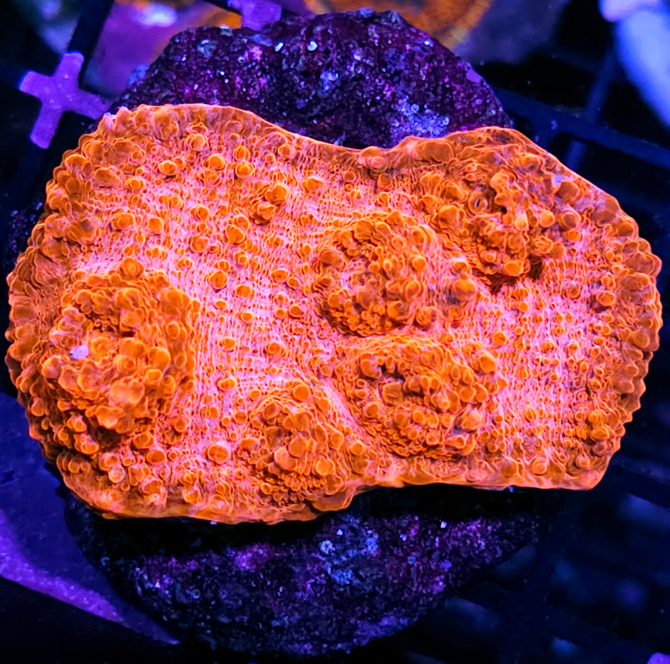 4" Mango Smoothie Chalice Colony